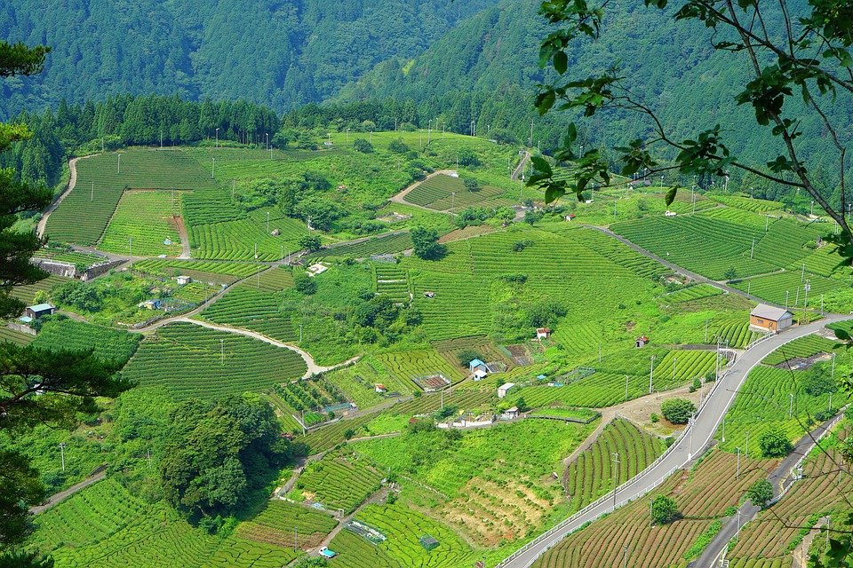 japanese tea fields