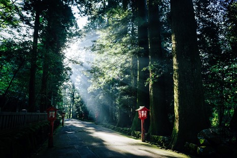 A path in a Japanese forest. An ideal place to visit for the midori no hi public holiday in Japan