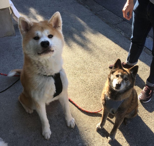 Two Japanese dogs, a big one and a small one, are looking at the camera