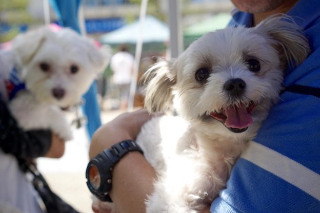 People hugging two small white dogs