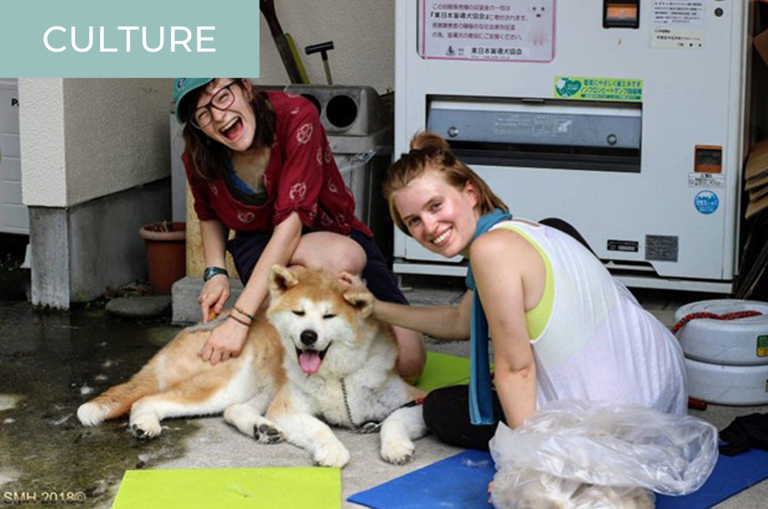Volunteering at Animal Shelters in Japan What You Need to Know