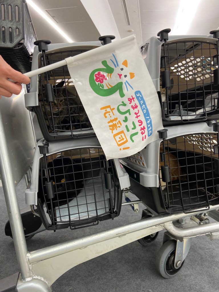 Rescued Amami Oshima Cats