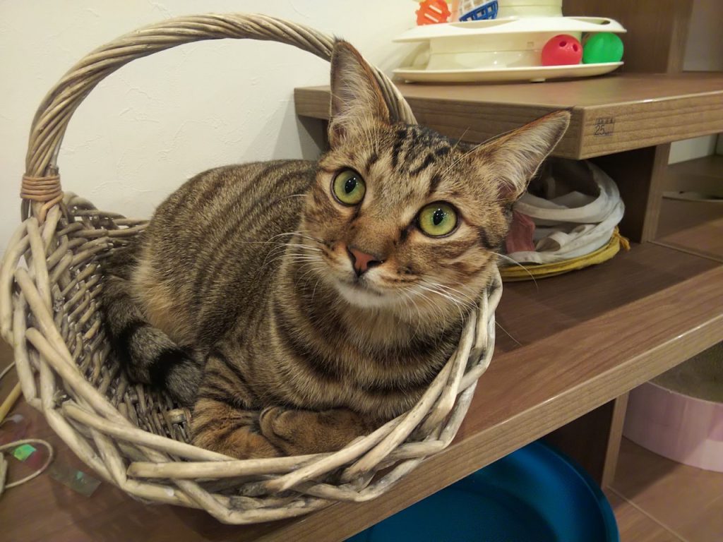 Rescued Amami Oshima Cat