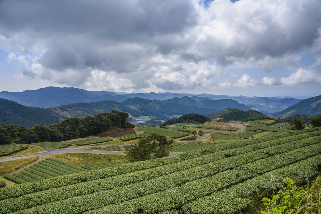 A terraced green tea field in Kyushu under a grey sky.