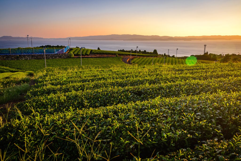 Green tea fields in the sunset.