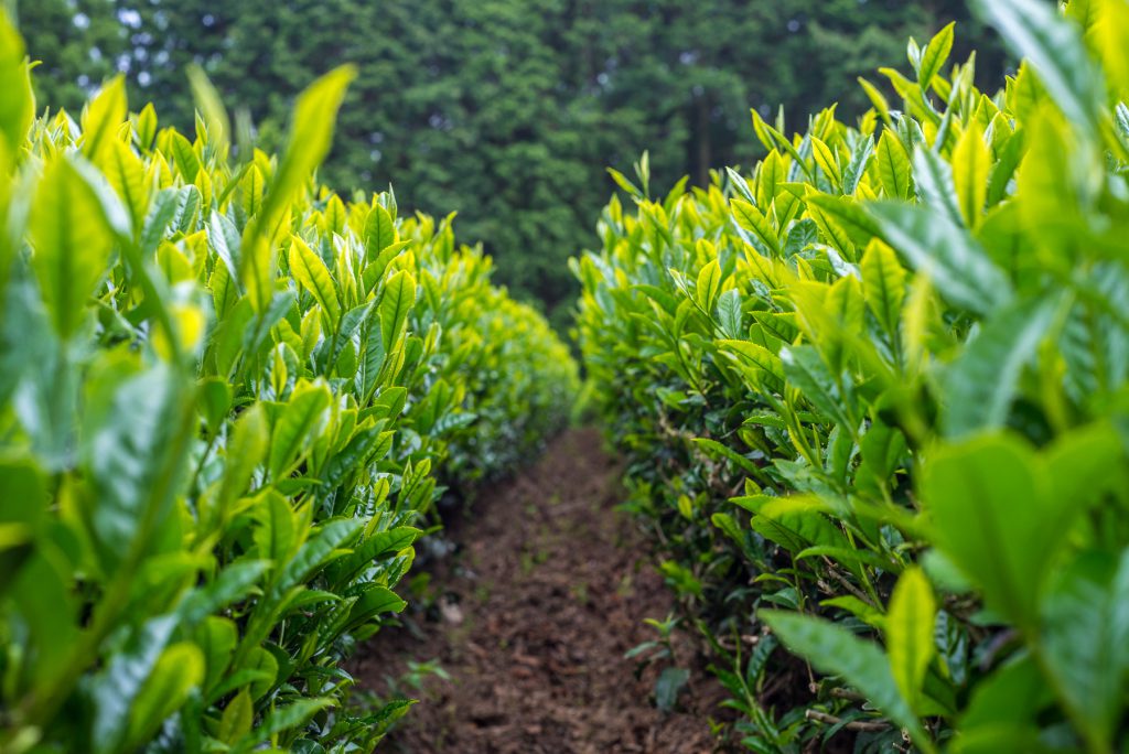 Close-up on a green tea leaves in a field.