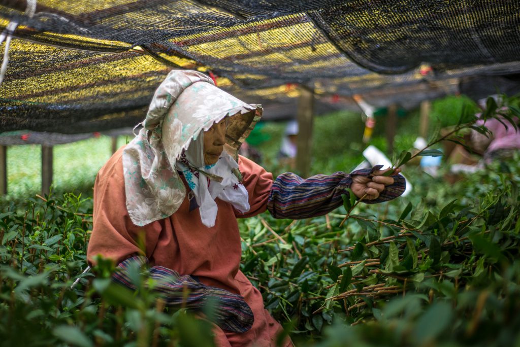 An elderly woman wearing a white hat and log sleeves to protect her arms is working on a covered tea field.