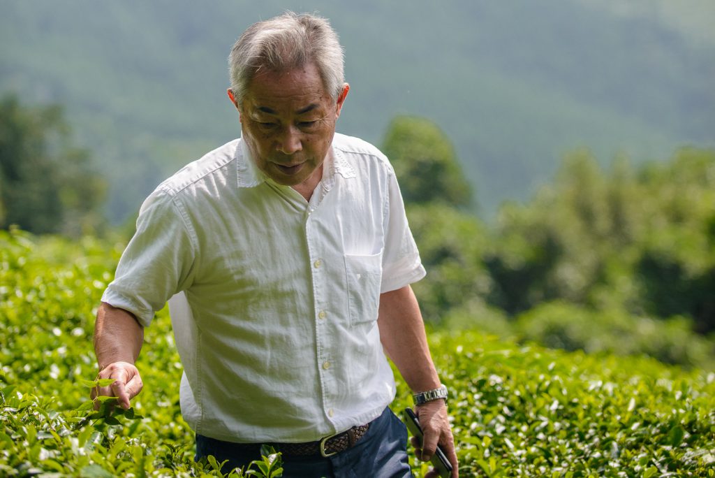A man in a white shirt is checking green leaves from a green tea bush
