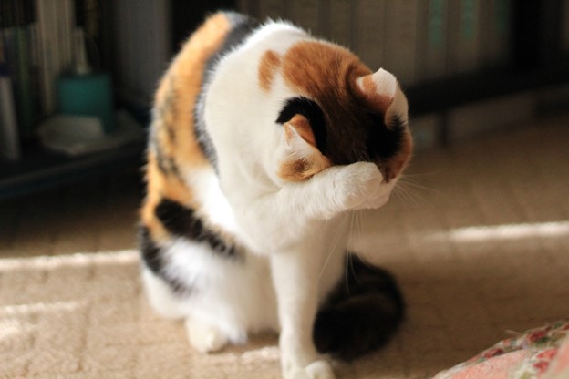 A close-up of a calico cat that is grooming. It as its paw on its head, which makes it look like it is ashamed.
